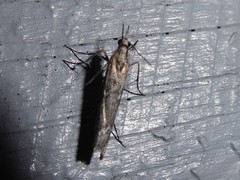 Orocrambus cyclopicus