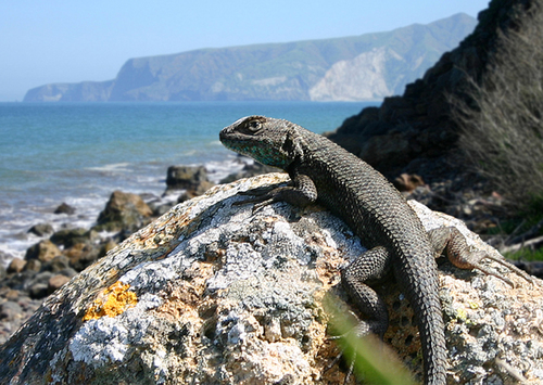 Island Fence Lizard