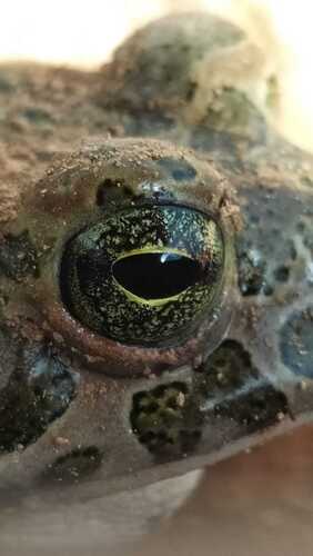 Green Toad