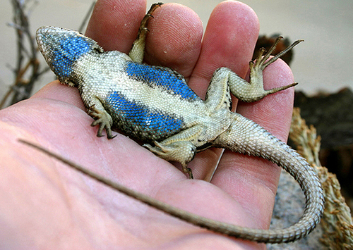 iNaturalist observation photo of San Joaquin Fence Lizard