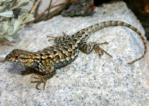 iNaturalist observation photo of Sierra Fence Lizard