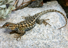 Sceloporus occidentalis taylori