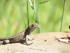 Sceloporus occidentalis becki