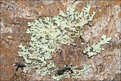 Austroparmelina pseudorelicina