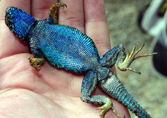 Sceloporus occidentalis taylori