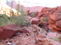 Chylismia walkeri walkeri