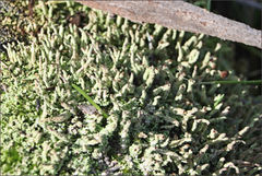 Cladonia ramulosa