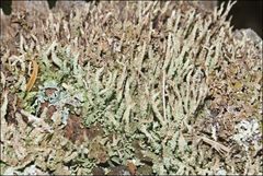 Cladonia ramulosa