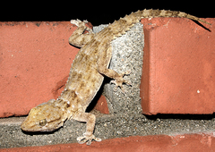 Tarentola annularis