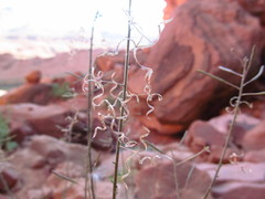 Chylismia walkeri walkeri