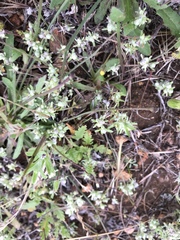 Psilocarphus brevissimus