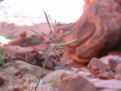 Chylismia walkeri walkeri