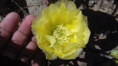 Opuntia gosseliniana