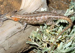 Sceloporus graciosus graciosus