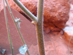 Chylismia walkeri walkeri