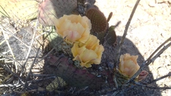 Opuntia gosseliniana