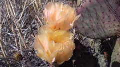 Opuntia gosseliniana