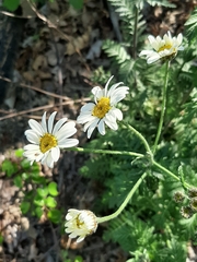 Tanacetum corymbosum
