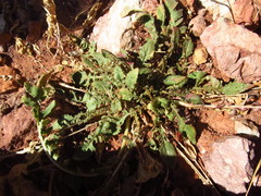 Chylismia walkeri walkeri