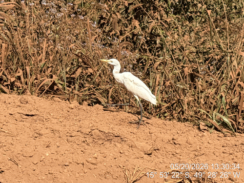 Western Cattle-Egret