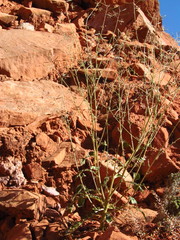 Chylismia walkeri walkeri