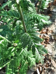 Tanacetum corymbosum
