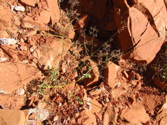 Chylismia walkeri walkeri