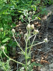 Tanacetum corymbosum