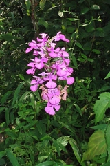 Platanthera peramoena