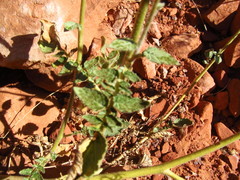 Chylismia walkeri walkeri