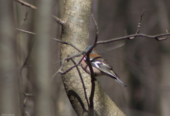 Fringilla coelebs