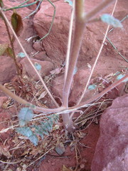 Chylismia walkeri walkeri