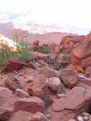 Chylismia walkeri walkeri