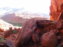 Chylismia walkeri walkeri