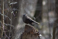 Turdus merula
