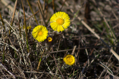 Tussilago farfara