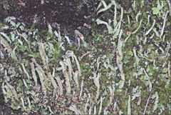 Cladonia ramulosa
