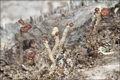 Cladonia ramulosa