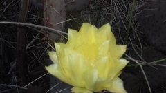Opuntia gosseliniana
