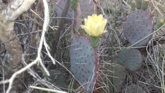 Opuntia gosseliniana