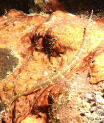 Corythoichthys ocellatus