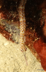 Corythoichthys ocellatus