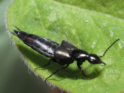 Philonthus cognatus, photo 3 of 7