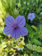 Erodium gruinum