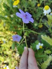 Erodium gruinum