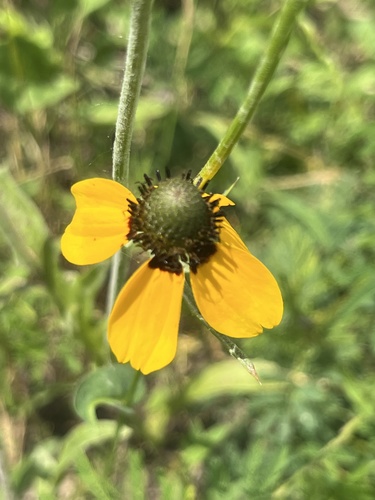 Featured image for “black-eyed Susans and coneflowers”