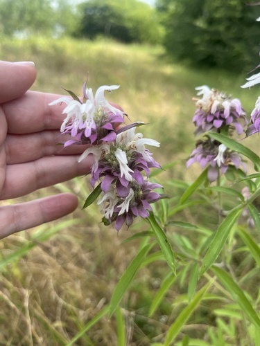 Featured image for “lemon beebalm”