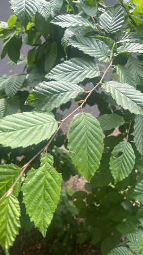 European Hornbeam