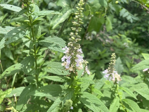 Featured image for “American germander”