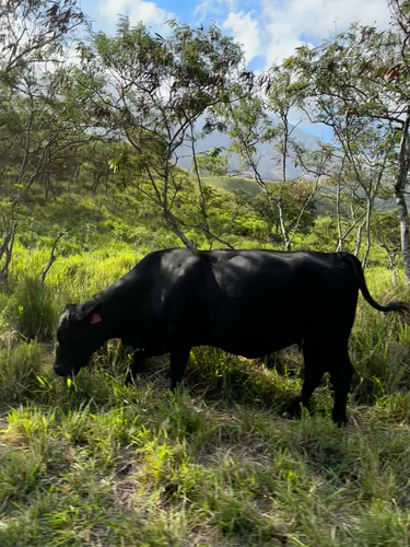 Bos taurus observed 2025-05-17